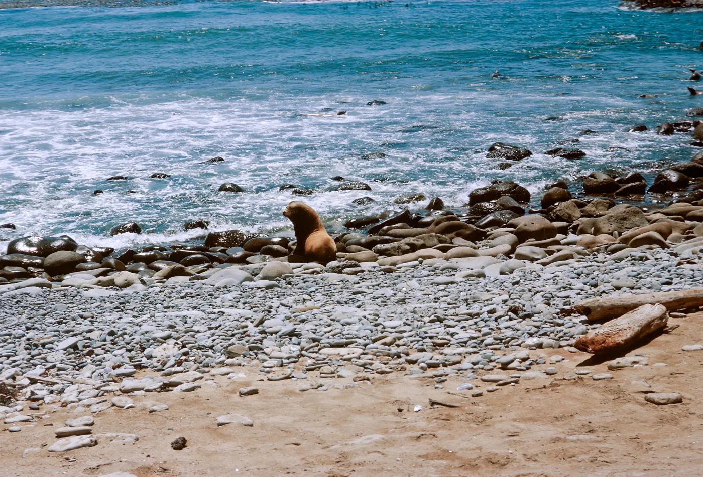 3/ young of Sea LIon (Zalophus californianus), 66-140- & SN-57
