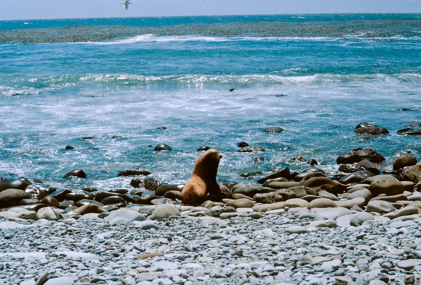 3/ young of Sea Lion (Zalophus californianus), Sea Lion Beach, 65-142 & SN-59