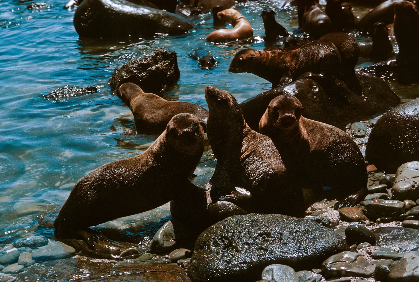 3/ Sea Lions (young pups) at Sea Lion Beach, Zalophus californianus, 68-146 & SN-63