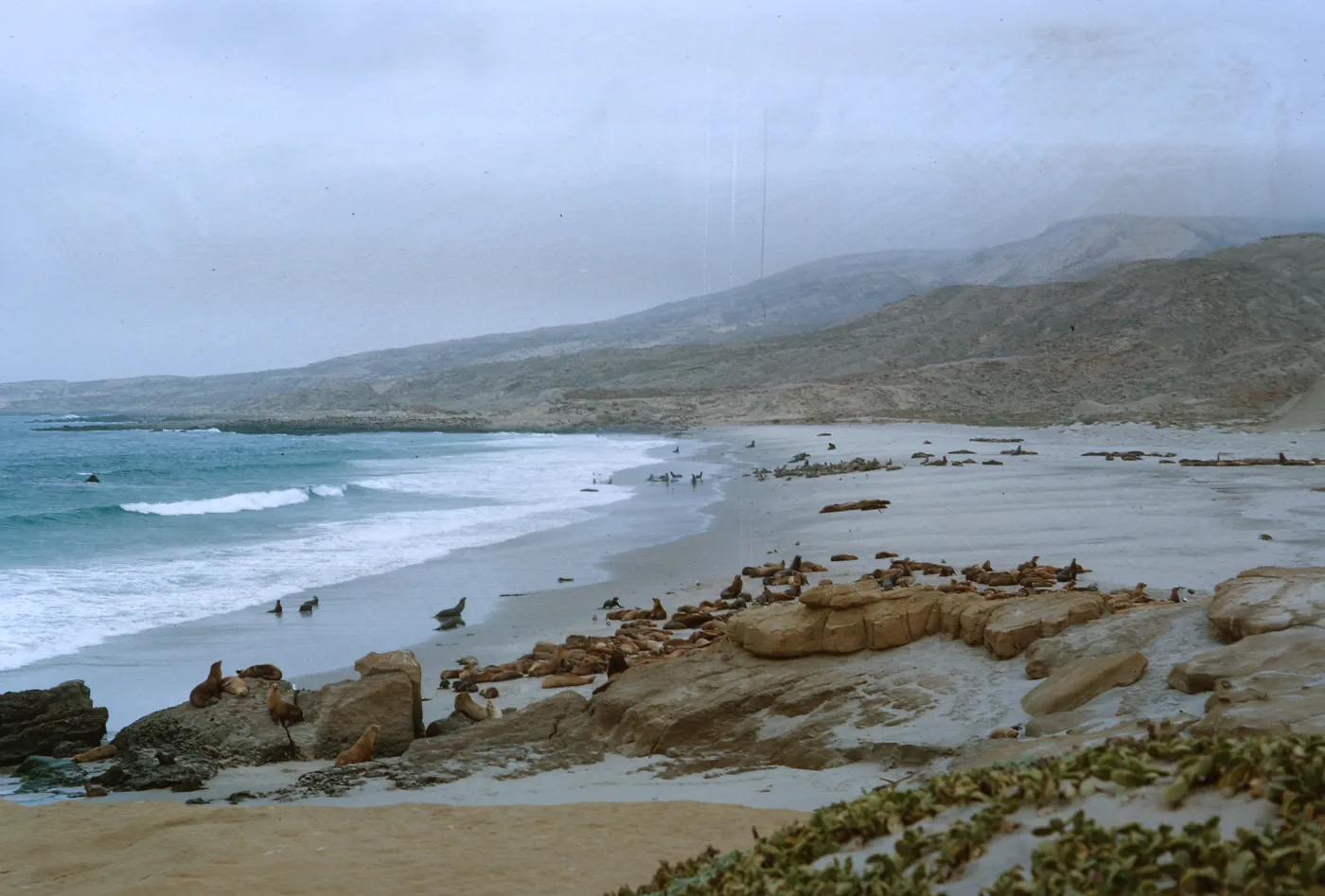 10/ Sea Lion herds on beach, 1 mile Northwest - Dutch Harbor, looking Northwest, 65-147 & SN-64