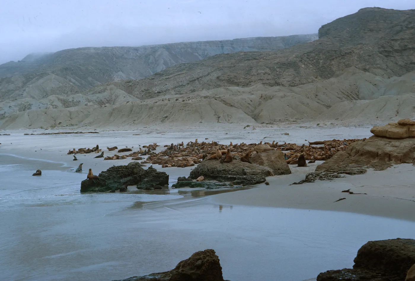 10/ Sea Lion herd - 1 mile Northwest, Dutch Harbor, looking North-Northeast, 65-148 & SN-65