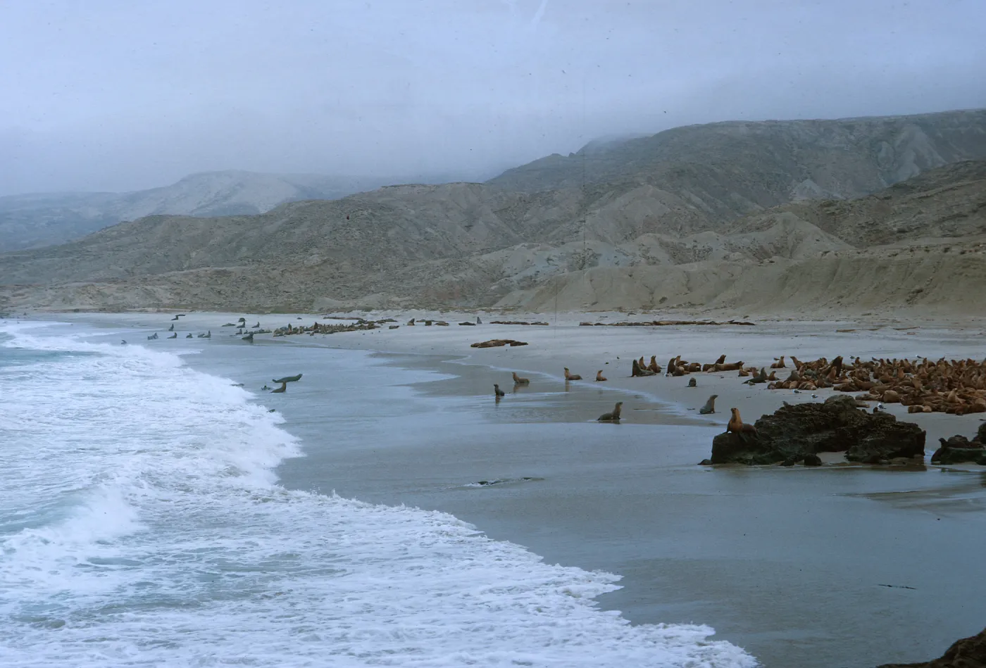10/ Sea Lion herds on beach, 1 mile Northwest - Dutch Harbor, looking North-up beach, 65-149 & SN-66