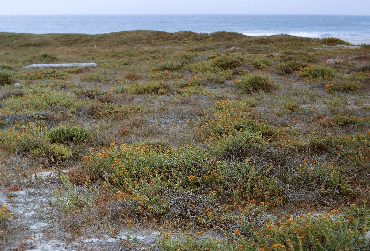12/ large Composite stand on beach, 1.5 miles Northwest of Dutch Harbor, 65-157 & SN-74