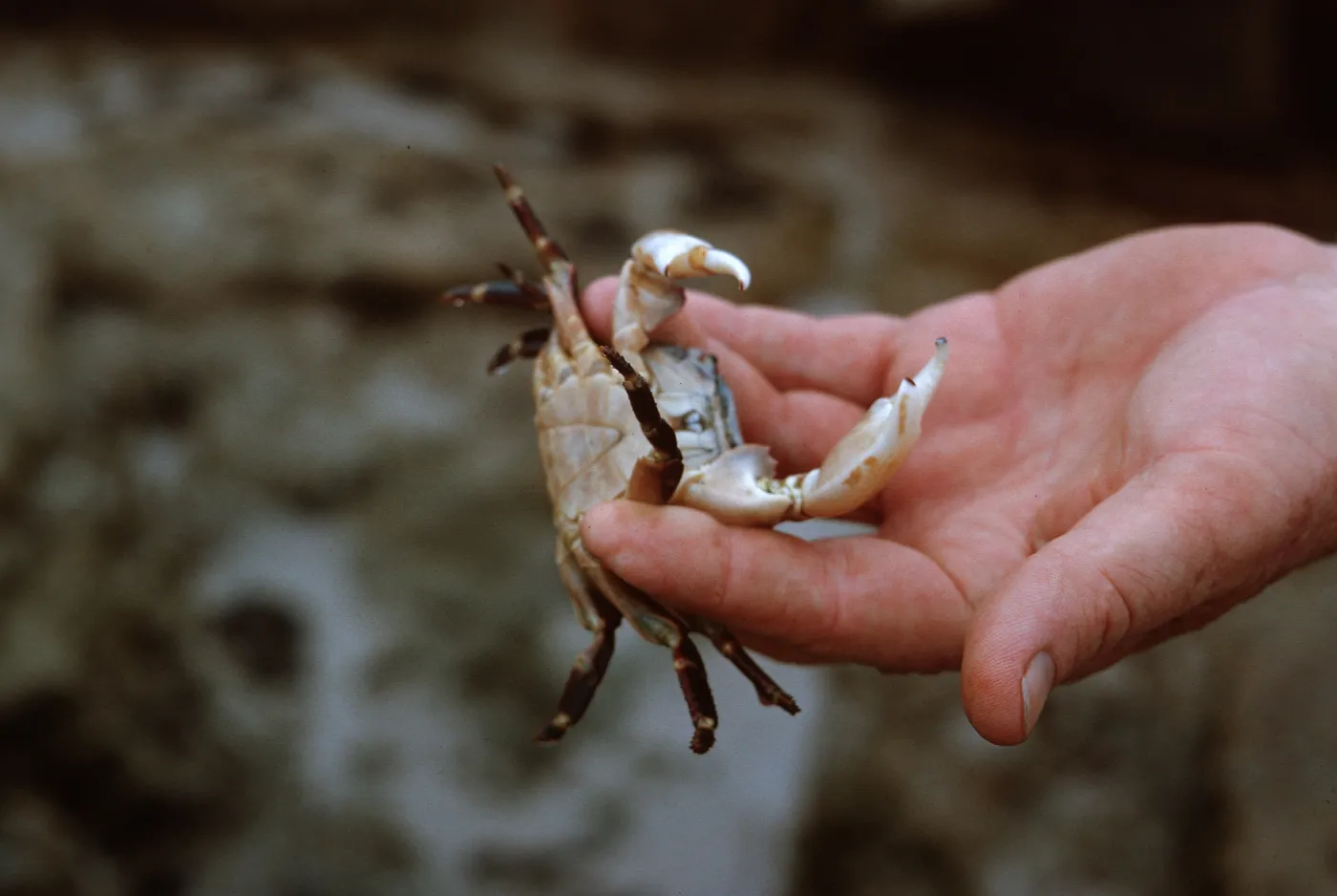 12/ crab, 65-161 & SN-78
