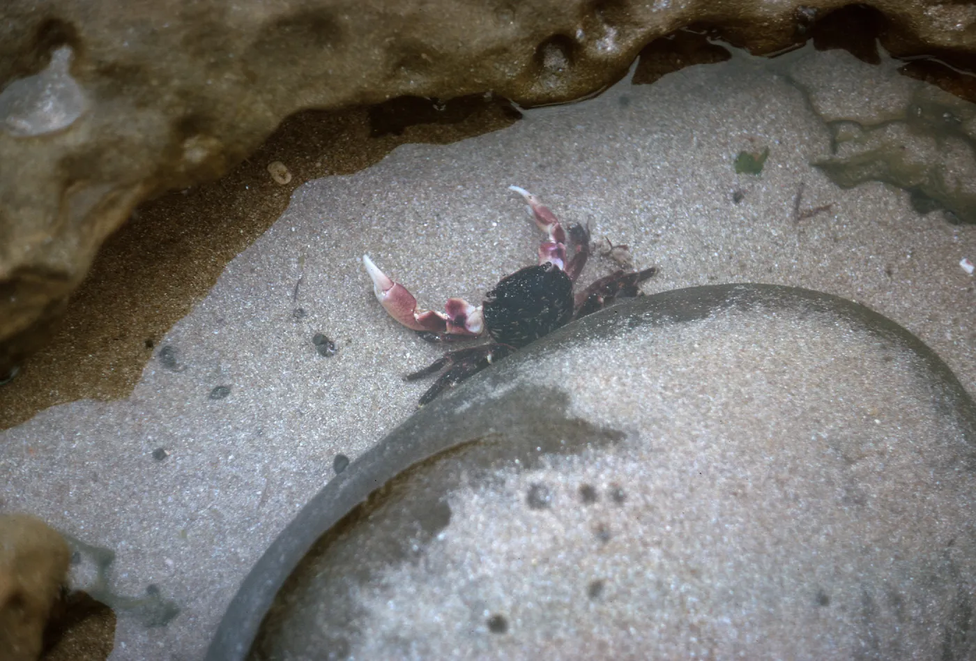 12/ crab in tidal pool, 65-162 & SN-79