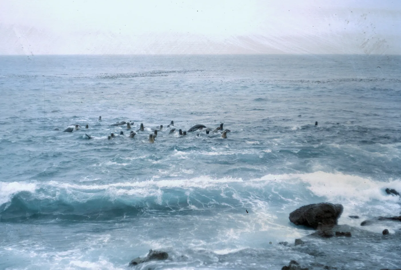 12/ Sea Lions in water, 50 yards from beach, 65-163 & SN-80