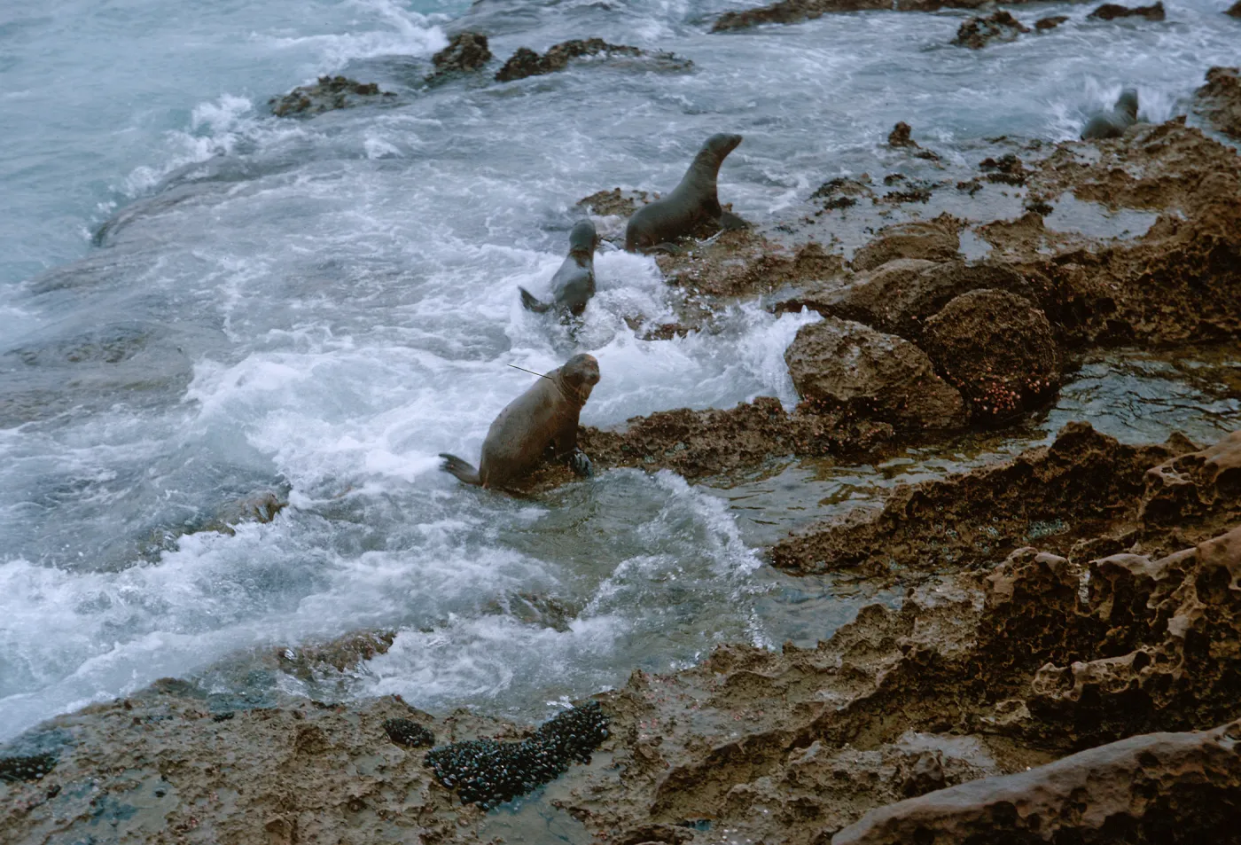 12/ Sea Lions (Zalophus californiana) on rocky reef - Northwest Dutch Harbor, 65-165 & SN-82