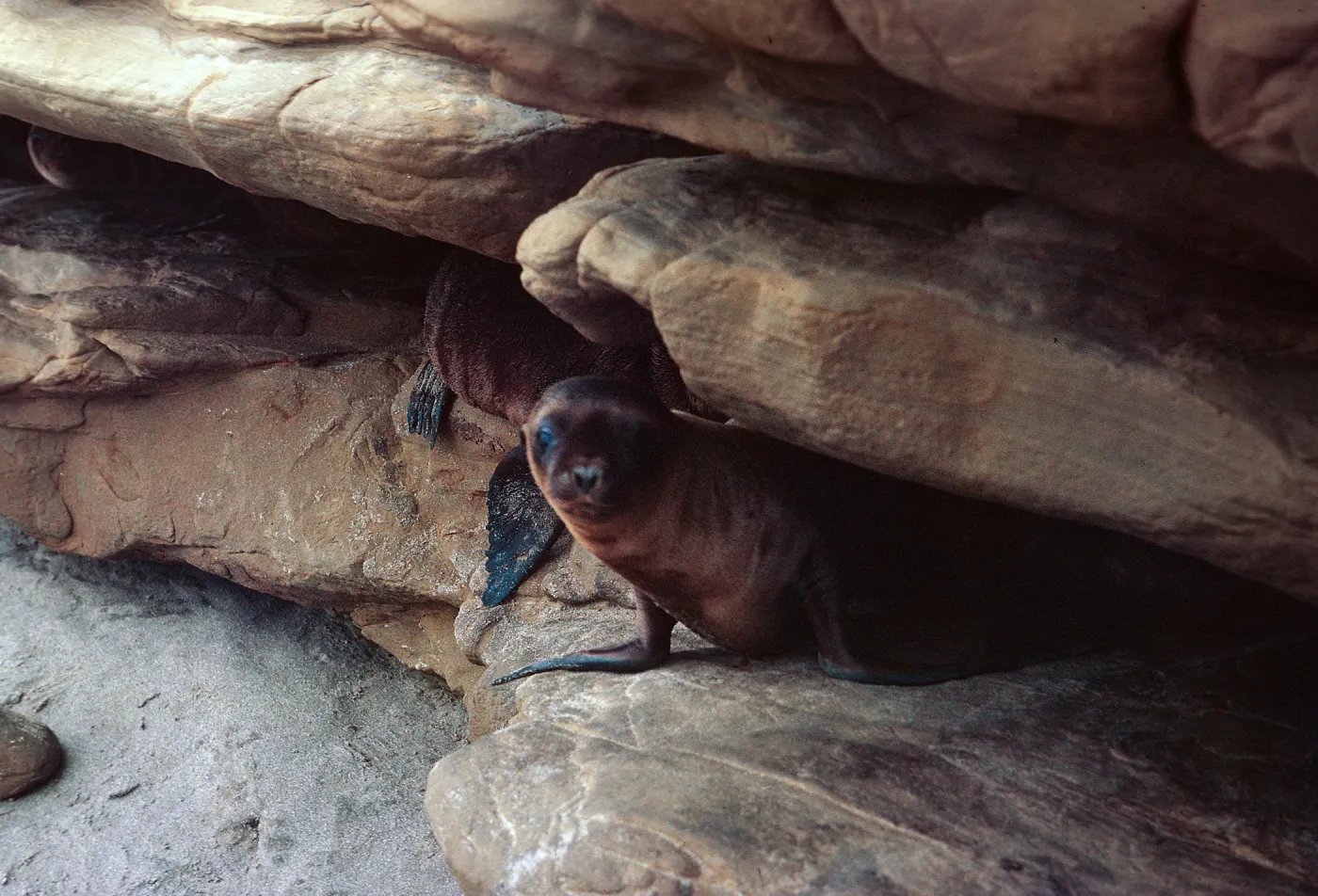 12/ young Sea Lion pups hiding in rock crevice, 65-166 & SN-83
