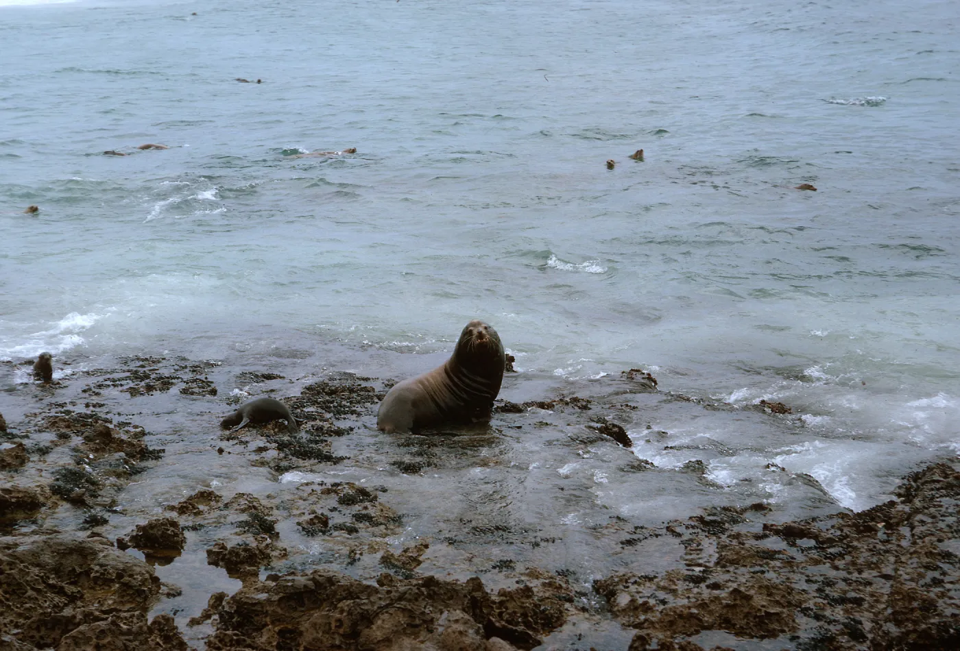 12/ large male Sea Lion, Zalaphus californianus, Northwest of Dutch Harbor, 65-167 & SN-84