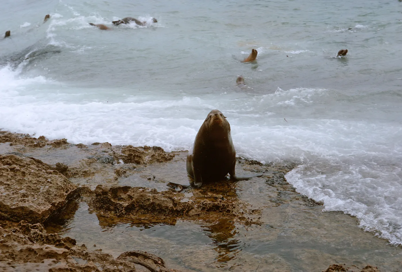 12/ large male Sea Lion, 65-169 & SN-86