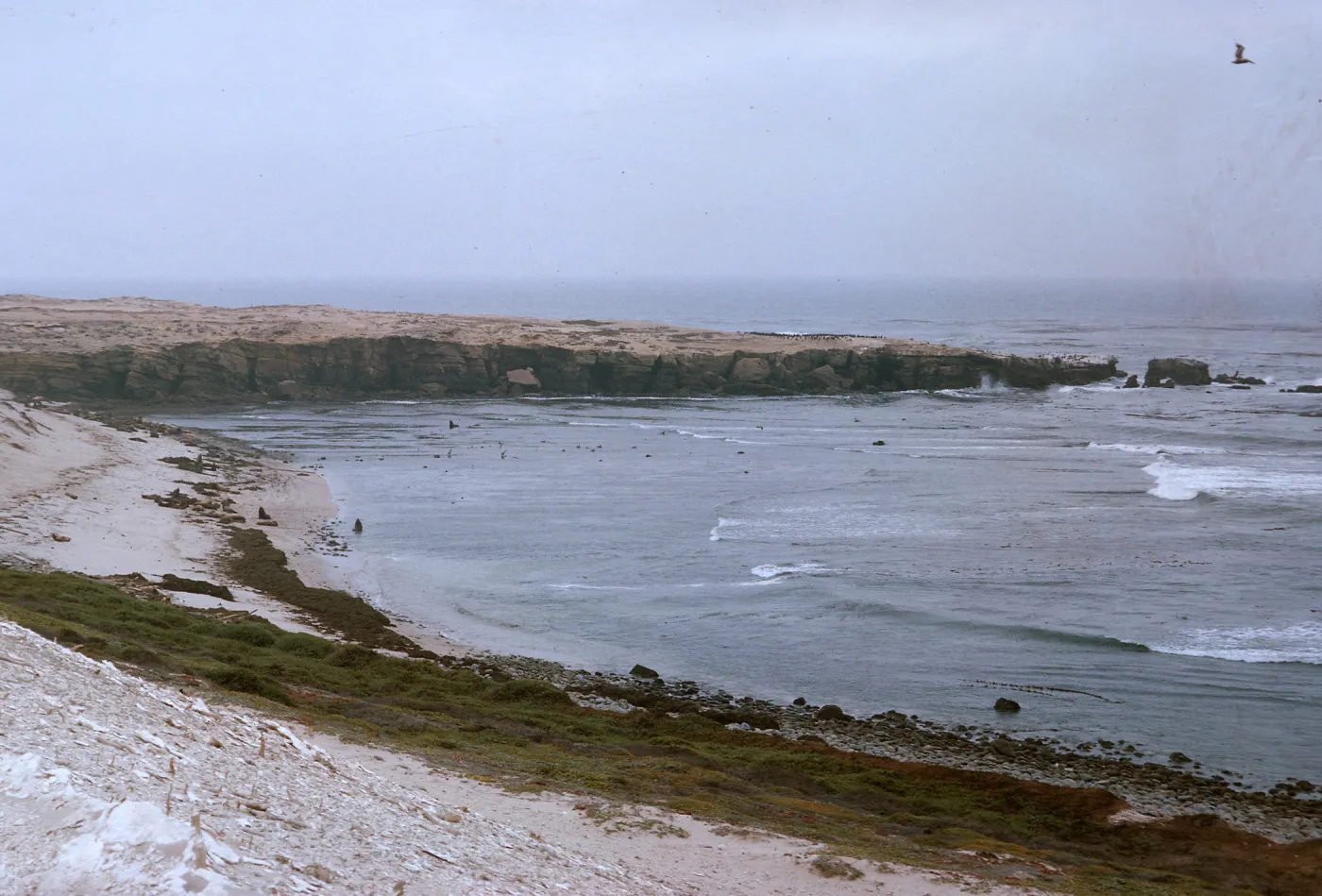 16/ looking South along coast, South of rock crusher. Note dense patch of shrub, 65-183 & SN-100