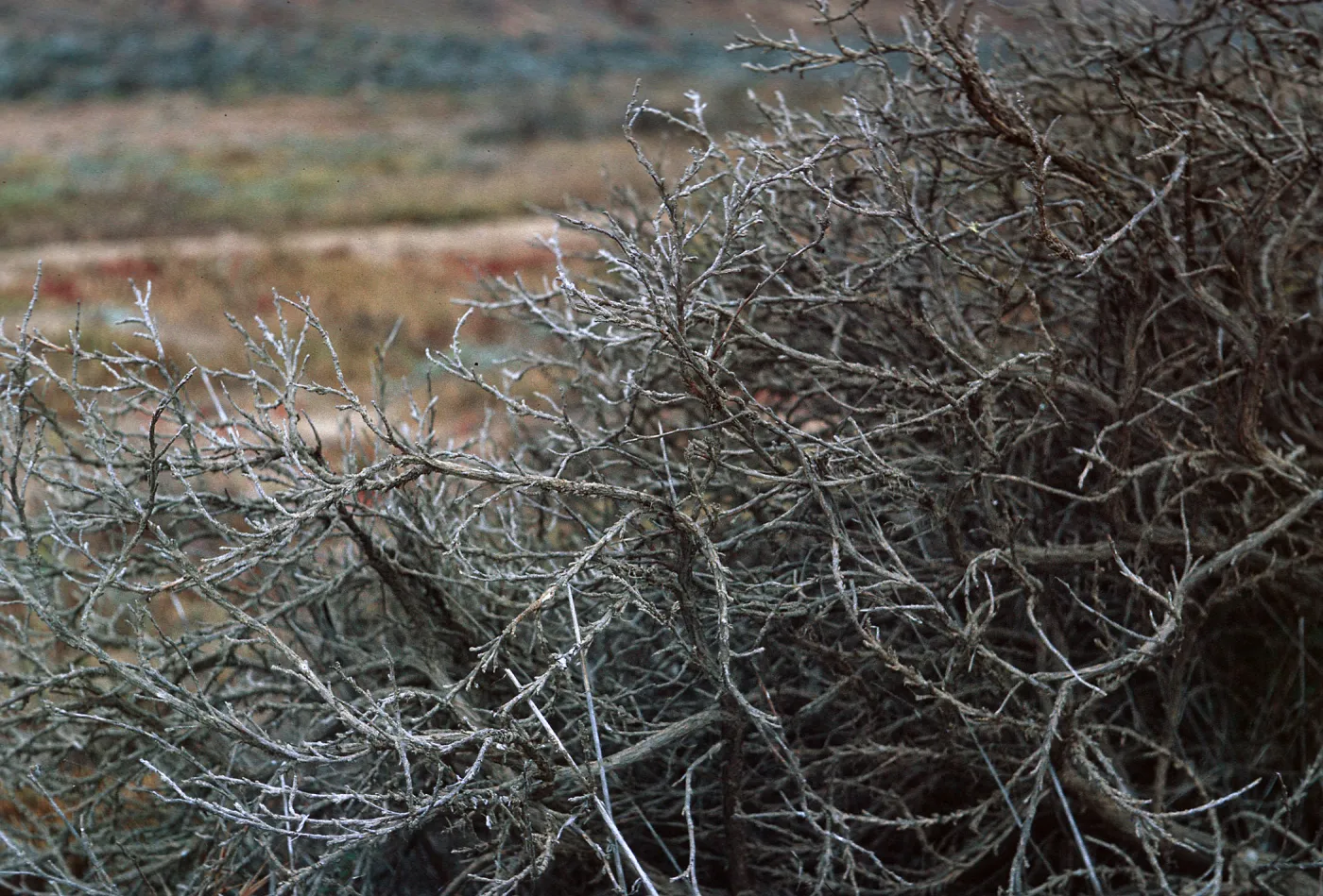 shrub of Lupinus Shrub Association - 1 mile Northwest Army Camp Beach, 65-186 & SN-103