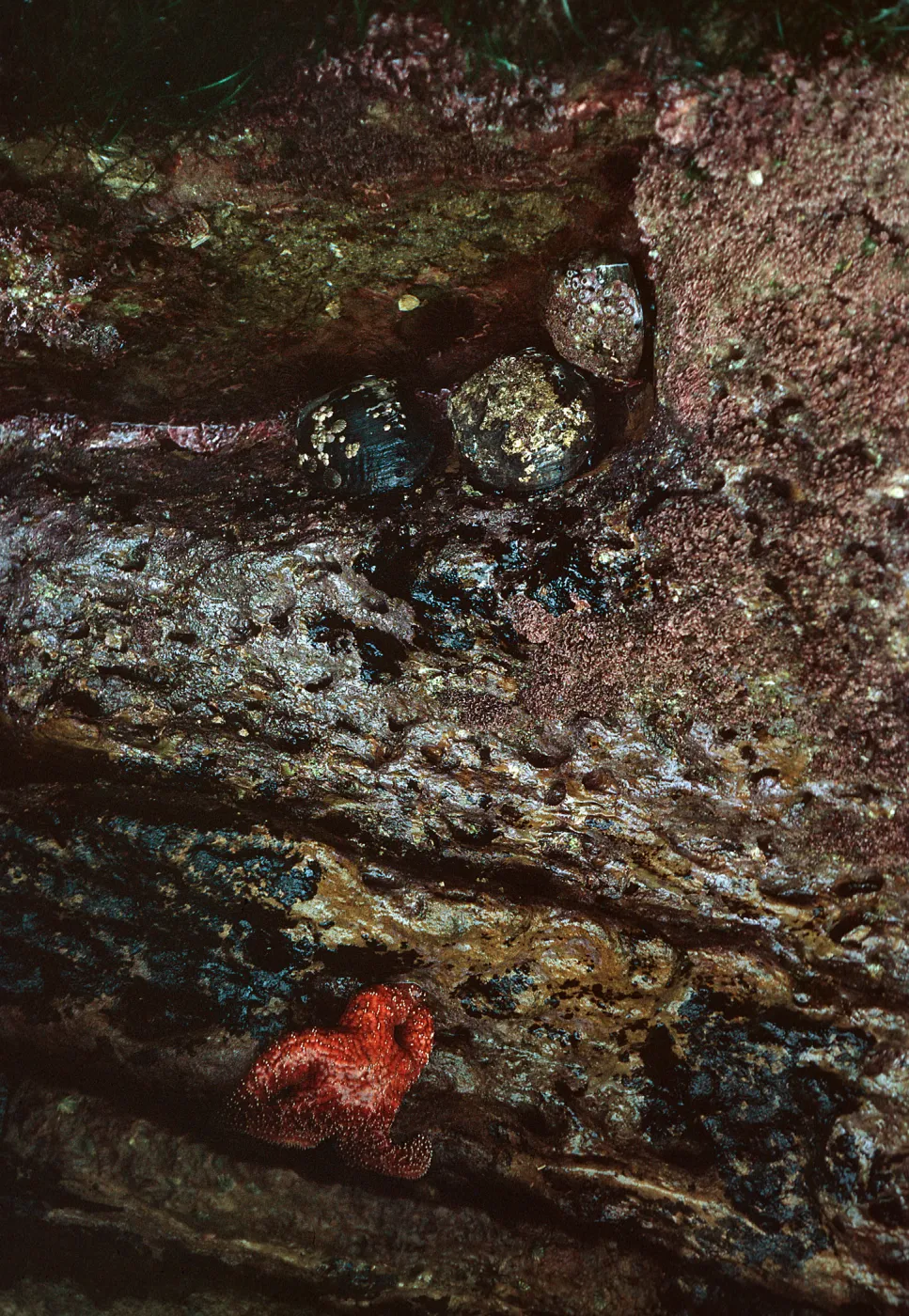 19/ starfish & abalone, Corral Harbor, 65-193 & SN-110