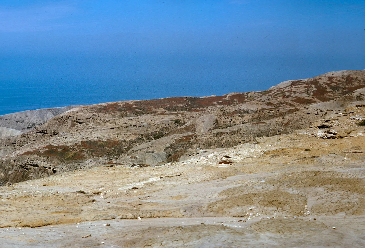 Mesembryanthemum stand on Southwest face of island, 65-212 & SN-129