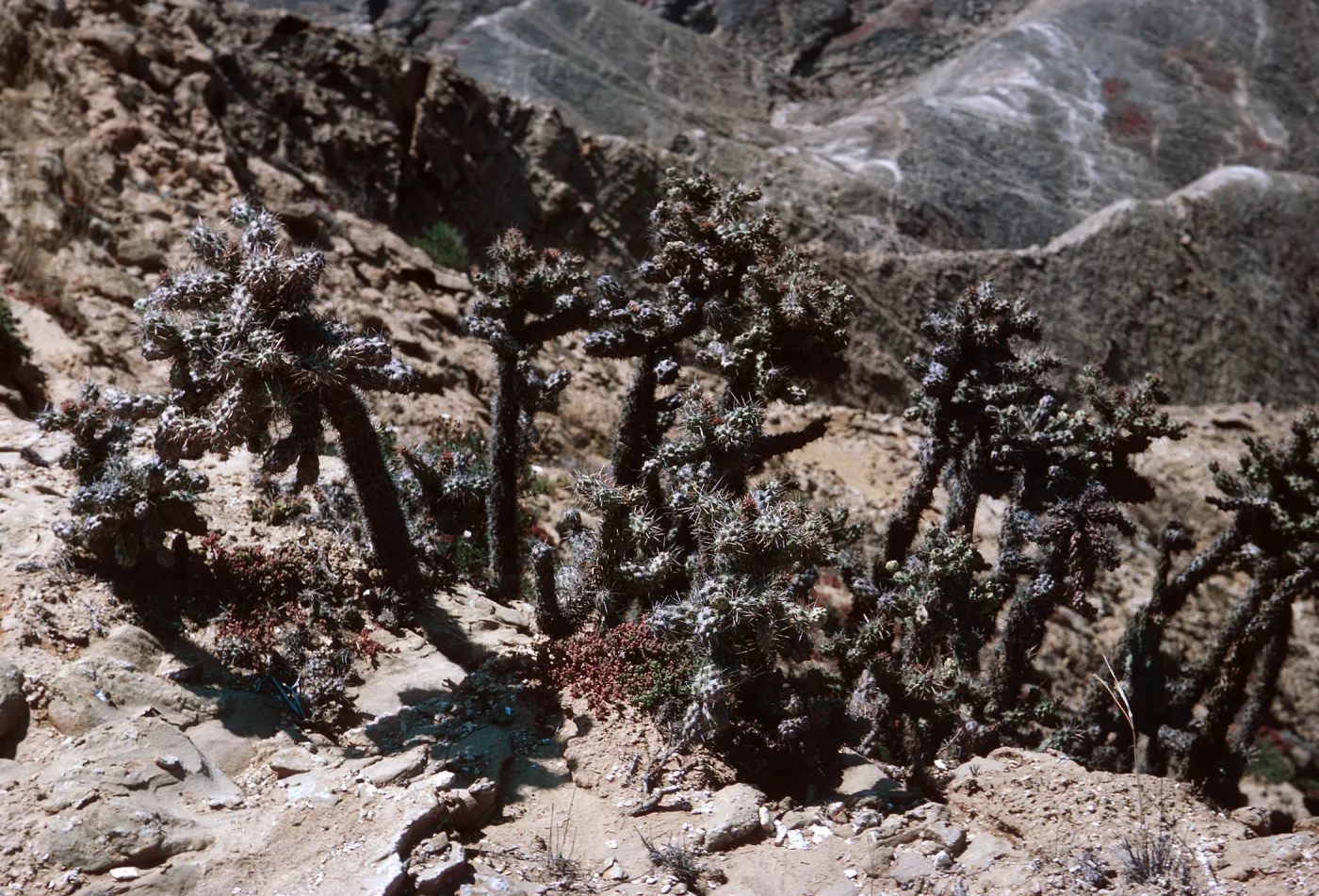 24/ at head of steep Southwest facing gully, 65-213 & SN-130