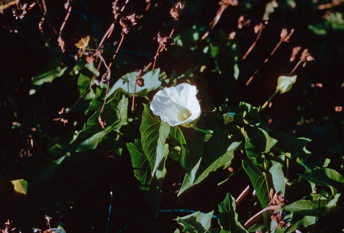 San Nicolas Island, 65-248 & SN-165