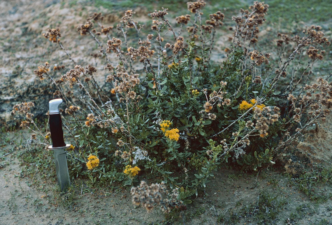 San Nicolas Island, 65-252 & SN-169