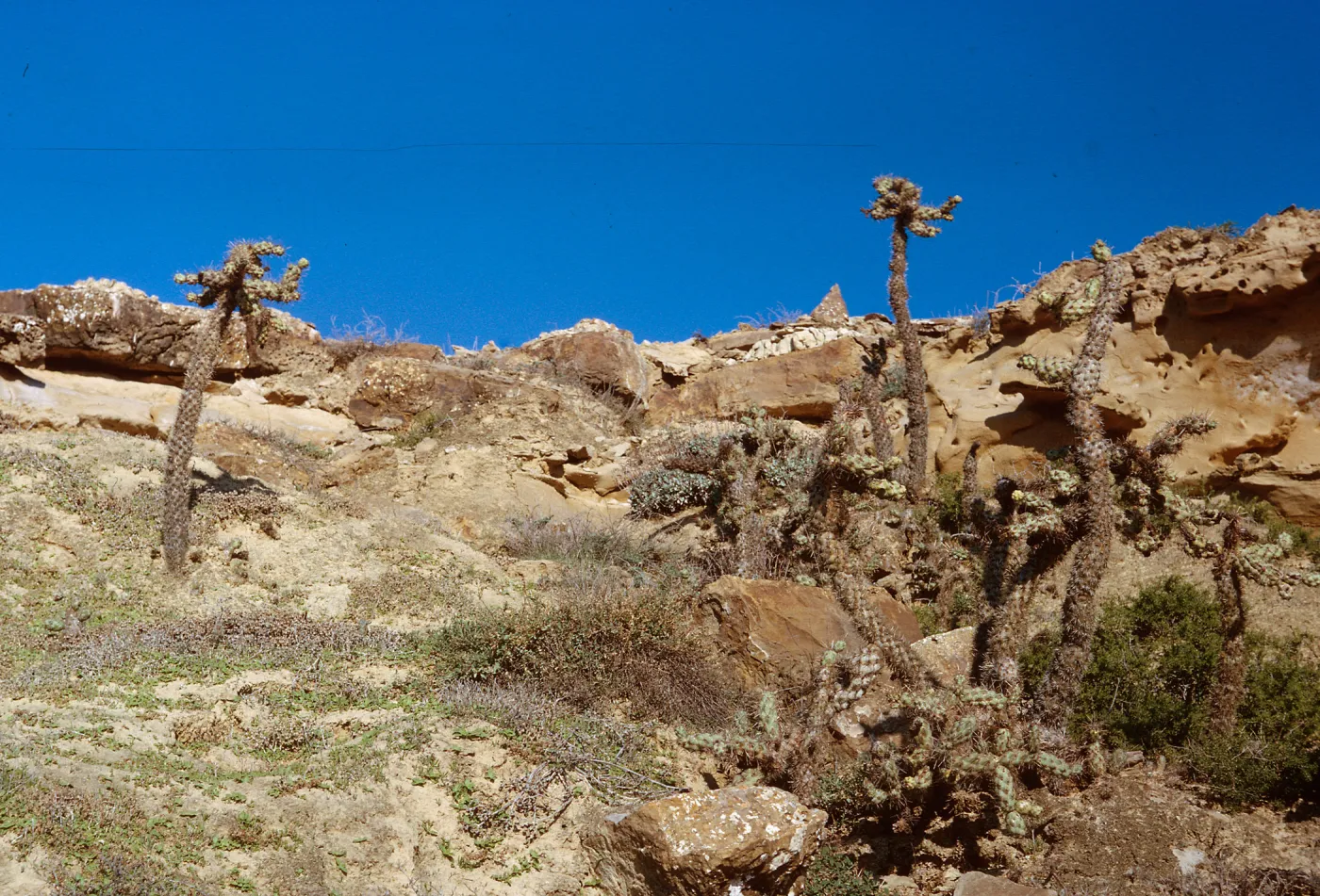 San Nicolas Island, 65-266 & SN-183