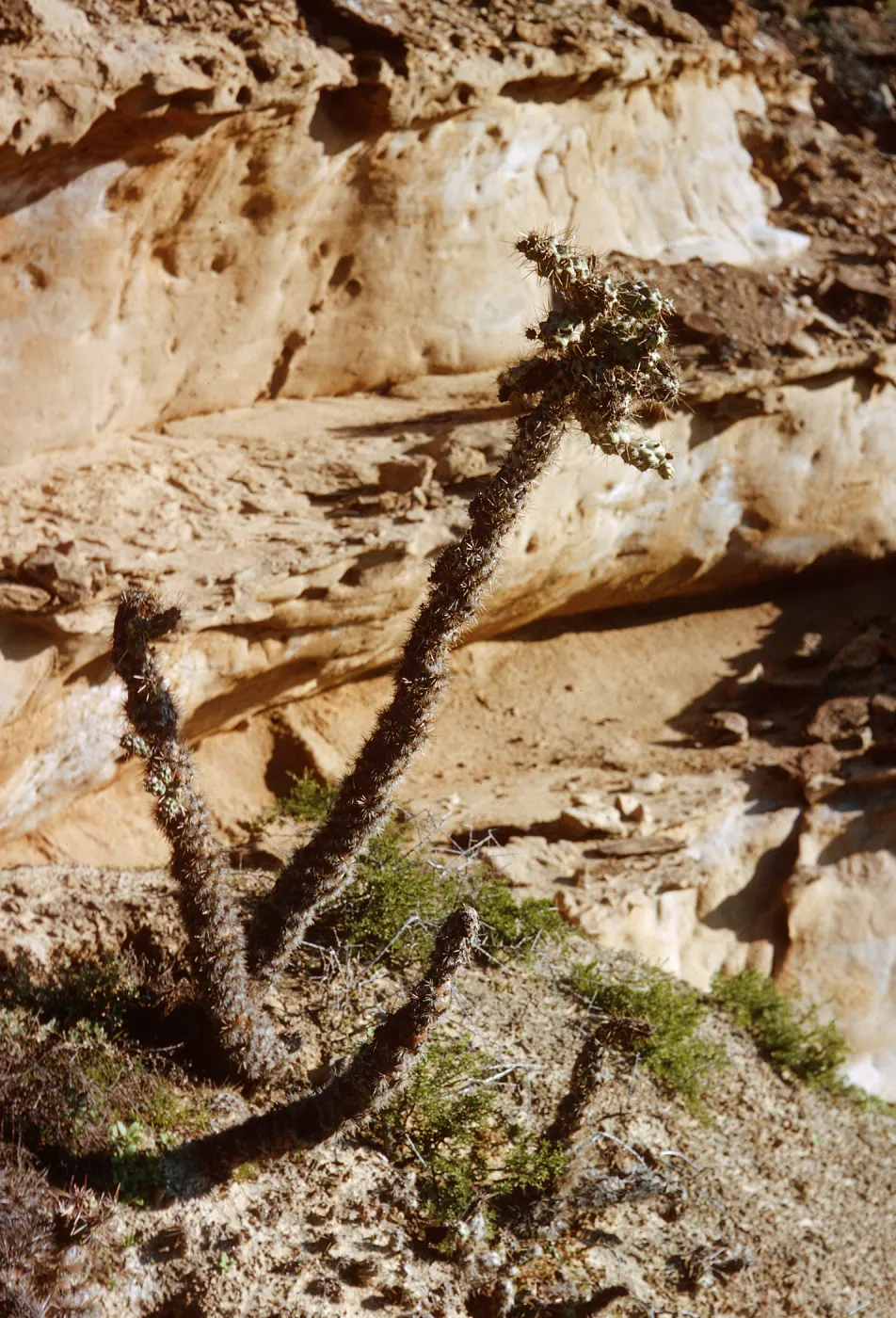 San Nicolas Island, 65-267 & SN-184
