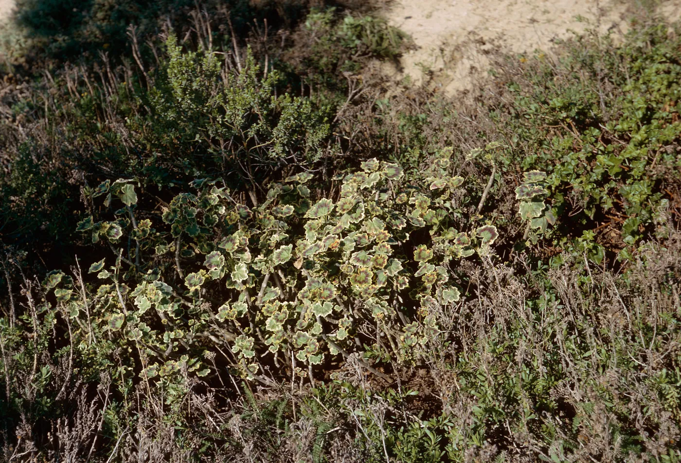 San Nicolas Island, 65-289 & SN-206
