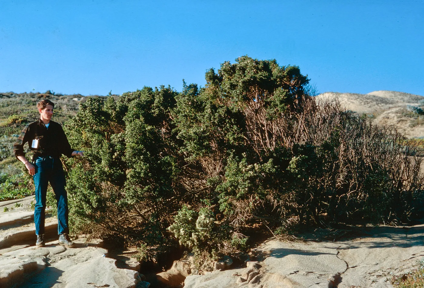San Nicolas Island, 65-324 & SN-241