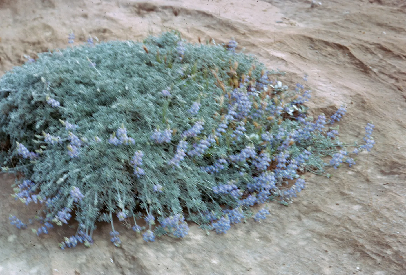 Lupinus (Lupine), 66-12 & SN-228