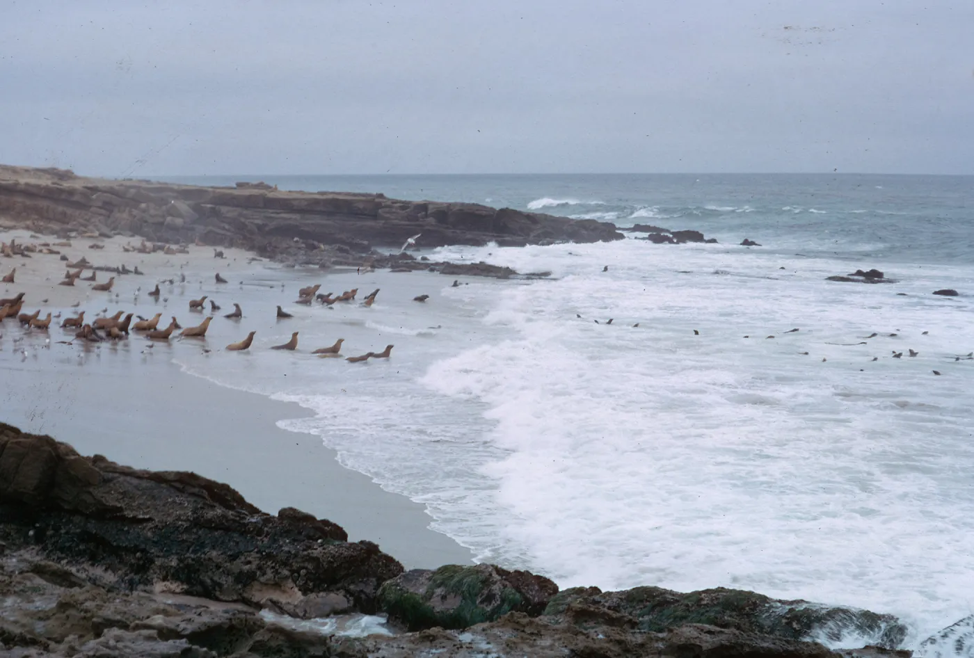 Sea Lions taking to water, 66-38 & SN-294