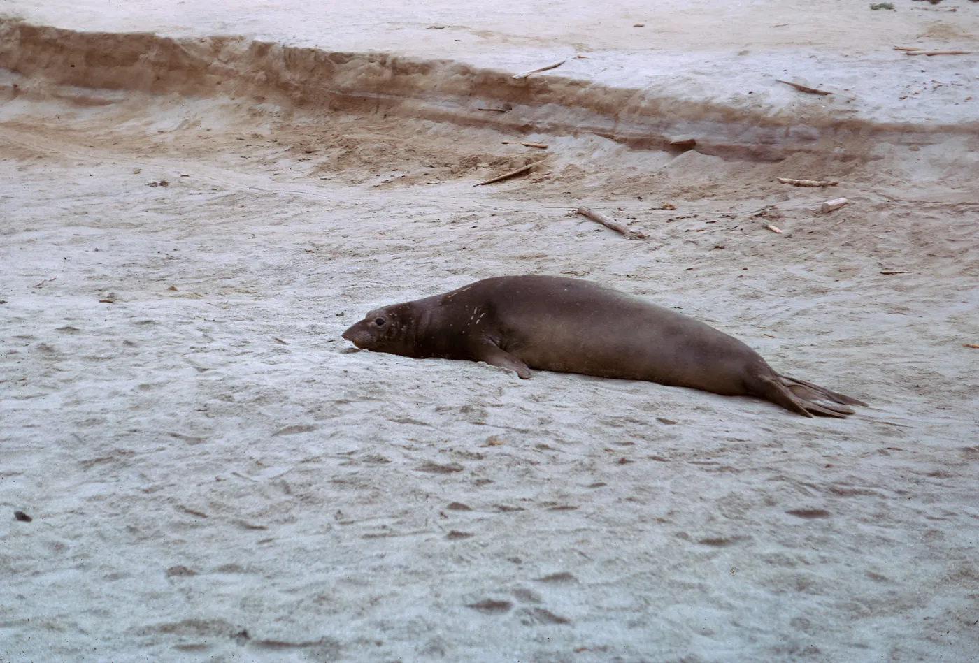 Elephant Seal, 66-40 & SN-296