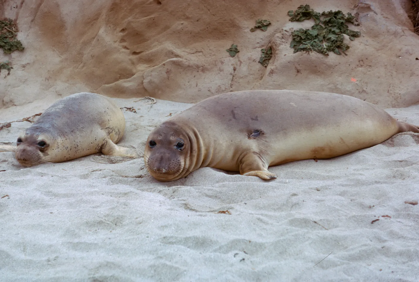 Elephant Seals female close-up, 66-43 & SN-299