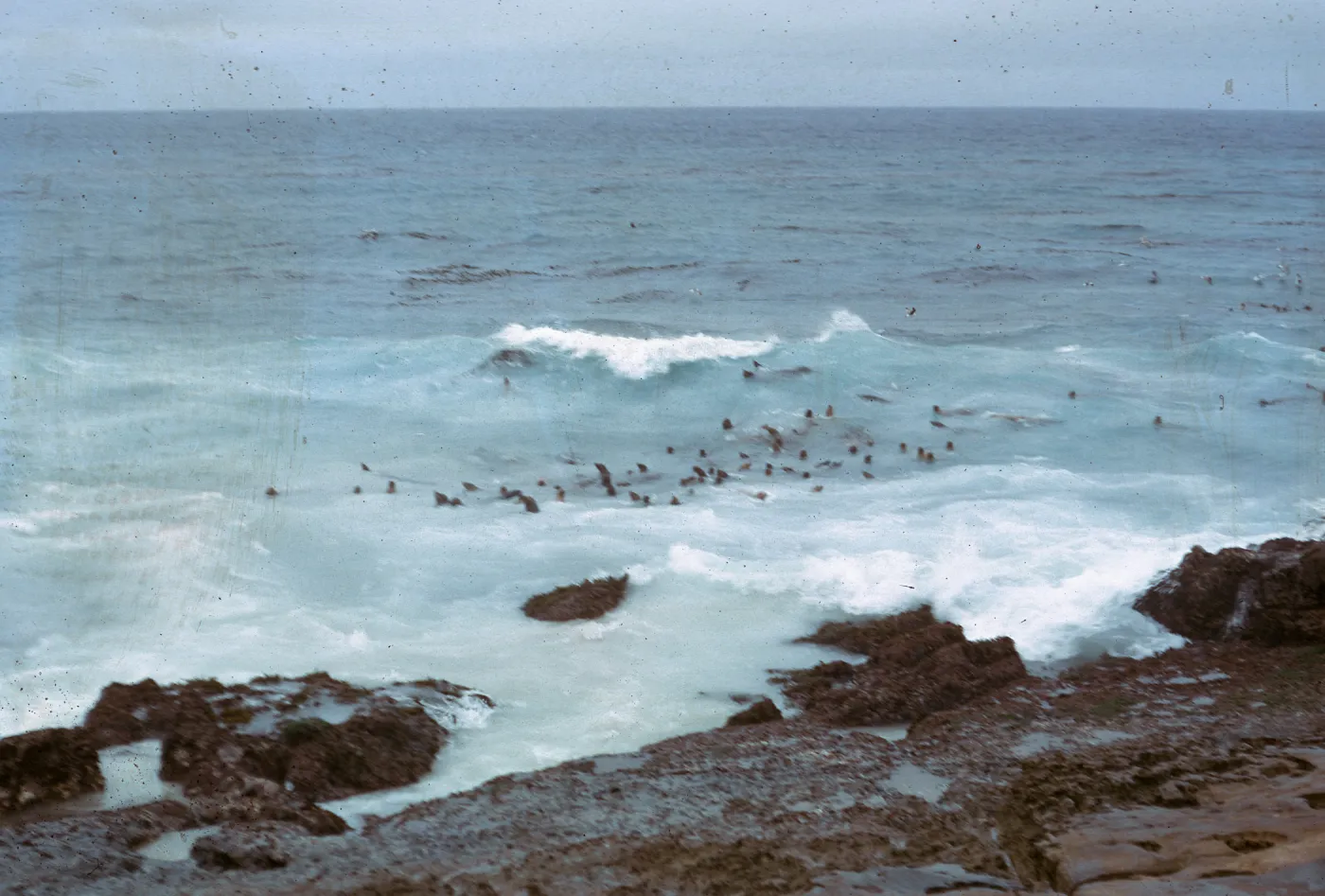 Sea Lion herd in water, 66-44 & SN-300