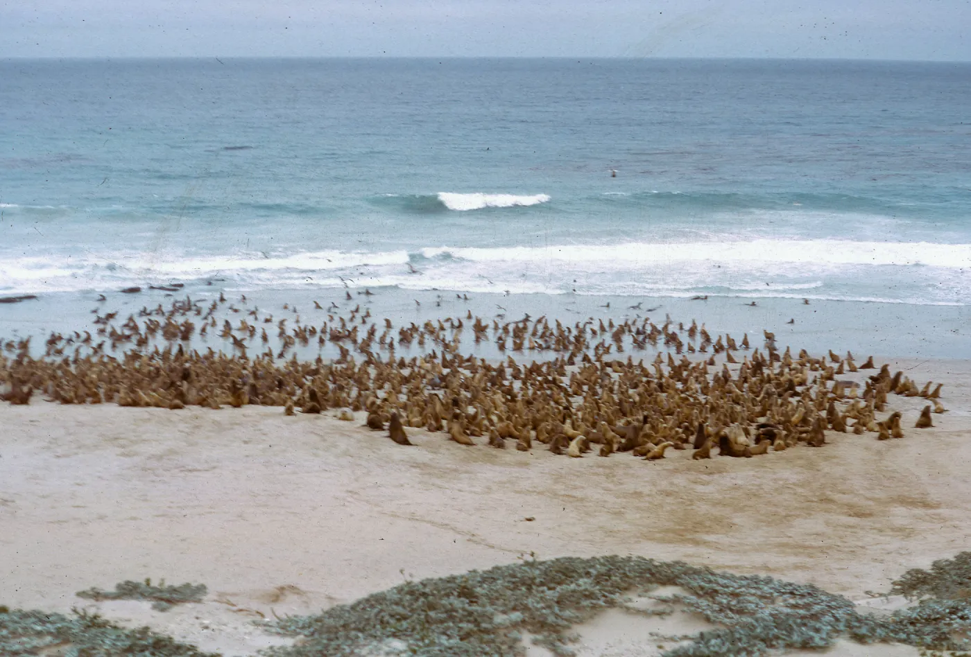 Sea Lion herd - taking to the water, South of the rock crusher, 66-47 & SN-303
