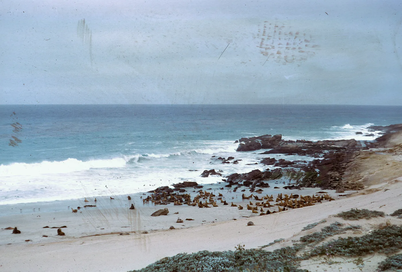 Sea Lion herd, South of the rock crusher, 66-48 & SN-304
