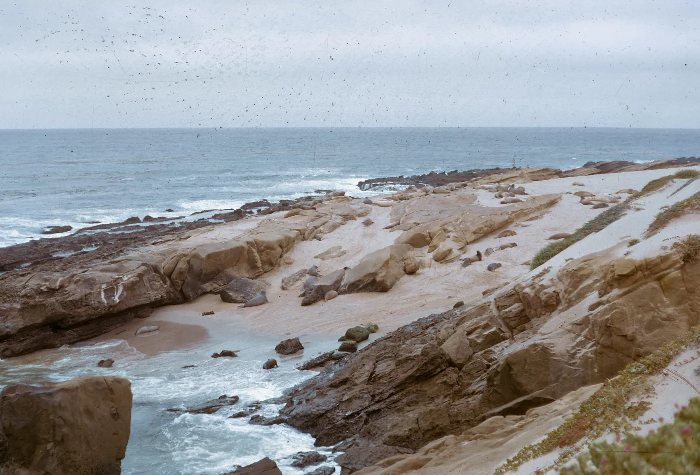 protected beach w/herd of Elephant Seals, 66-51 & SN-307