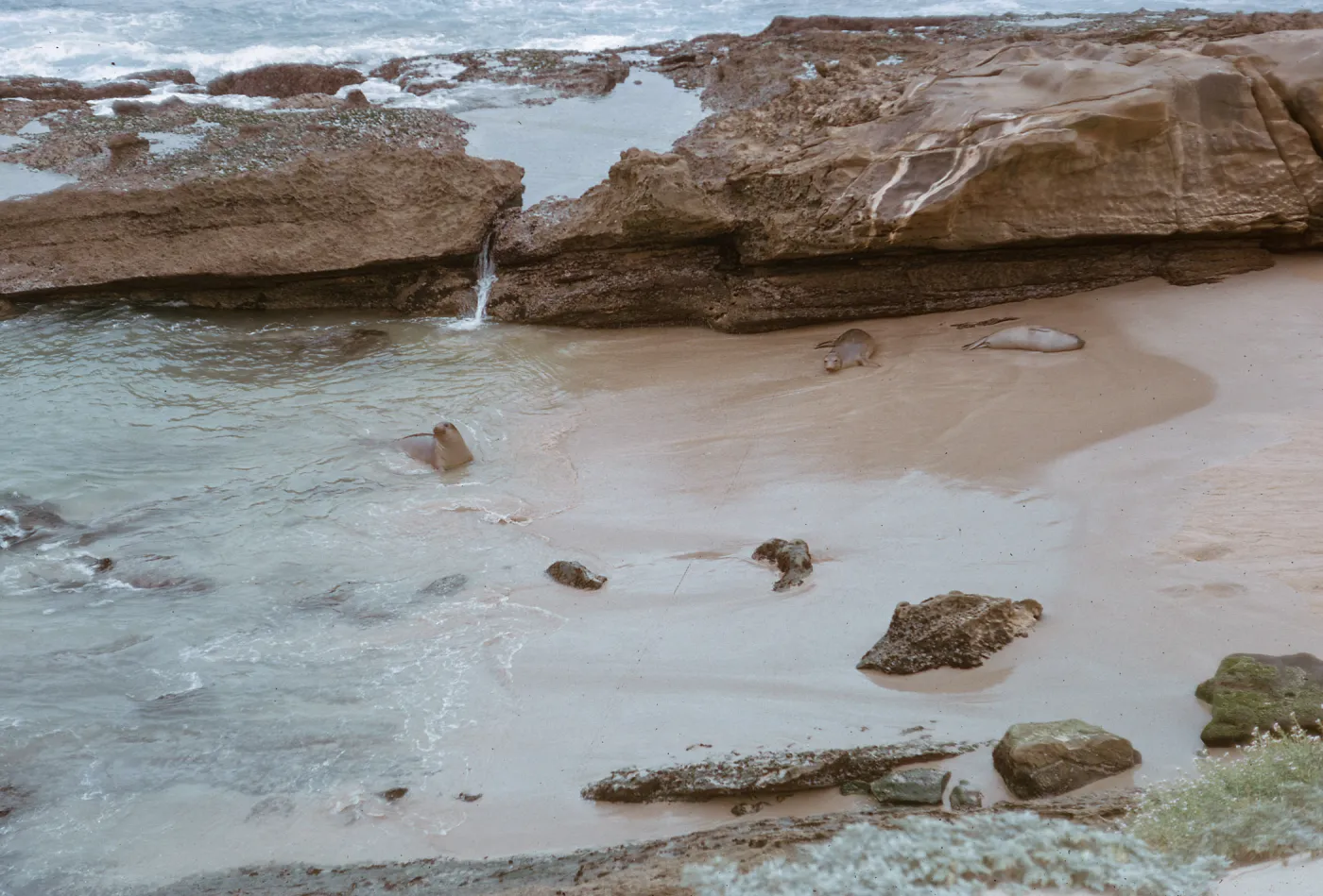 Elephant Seals asleep on the beach & in water, 66-52 & SN-308