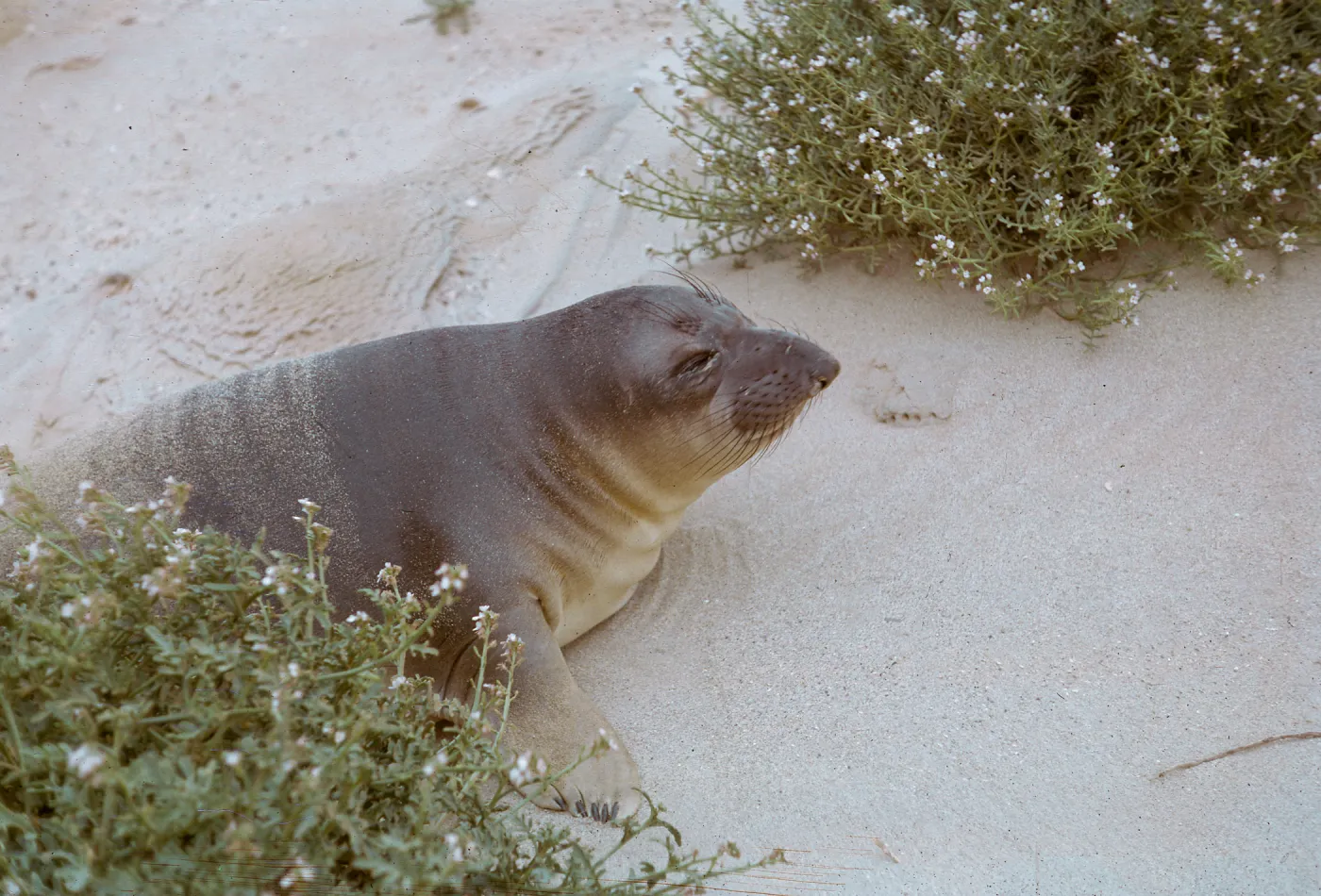 close-up of young Elephant Seal, 66-54 & SN-310
