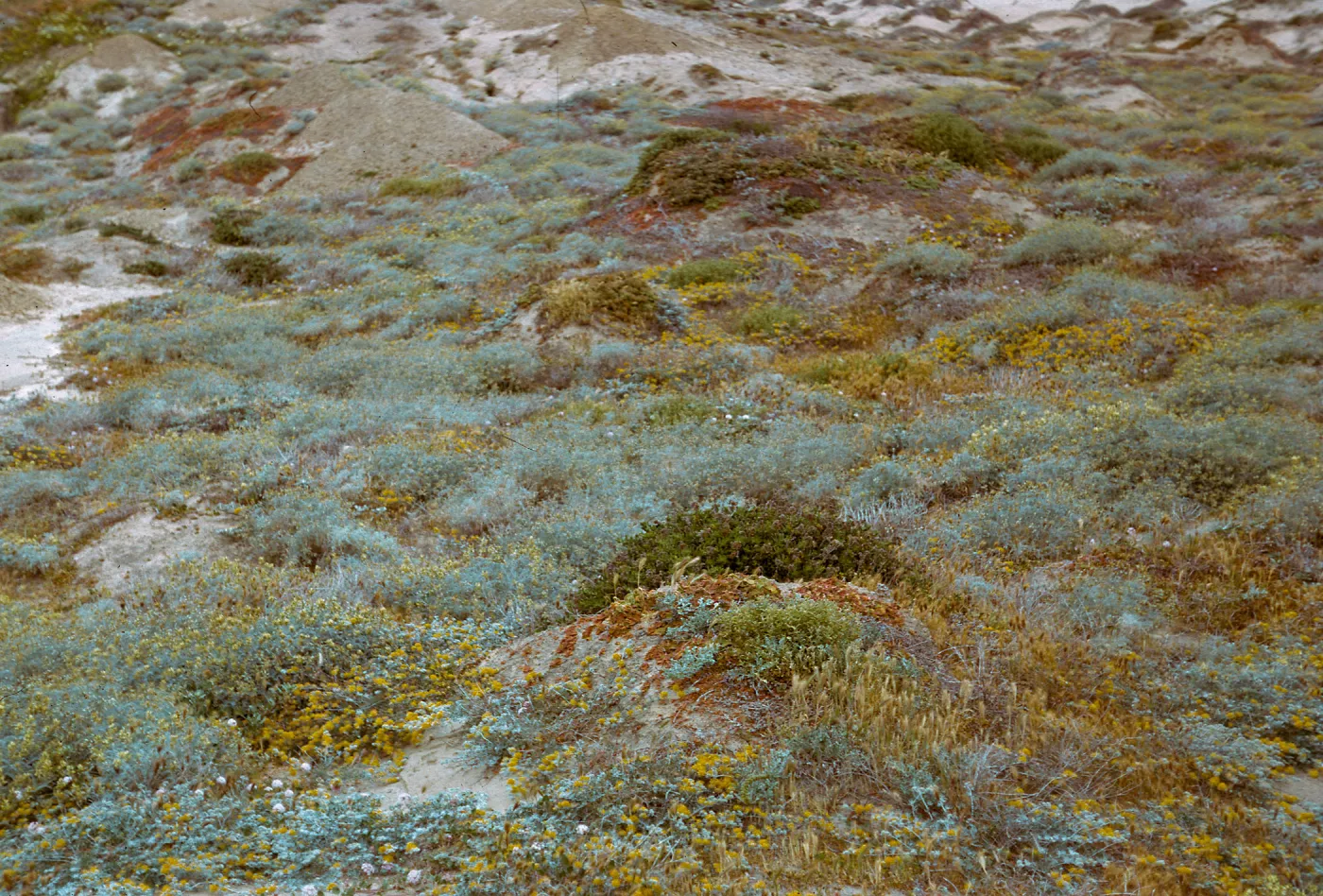 flowers on old beach, near Seal Beach, 66-59 & SN-315