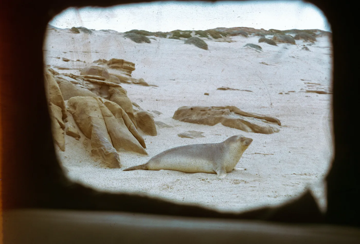 Elephant Seal, 66-65 & SN-321