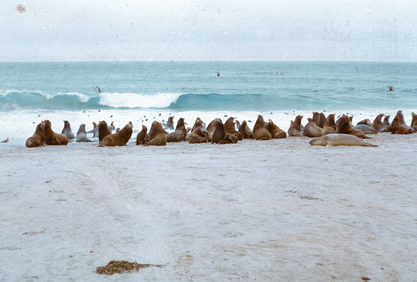 Sea Lion herd - alert posture, 66-66 & SN-322