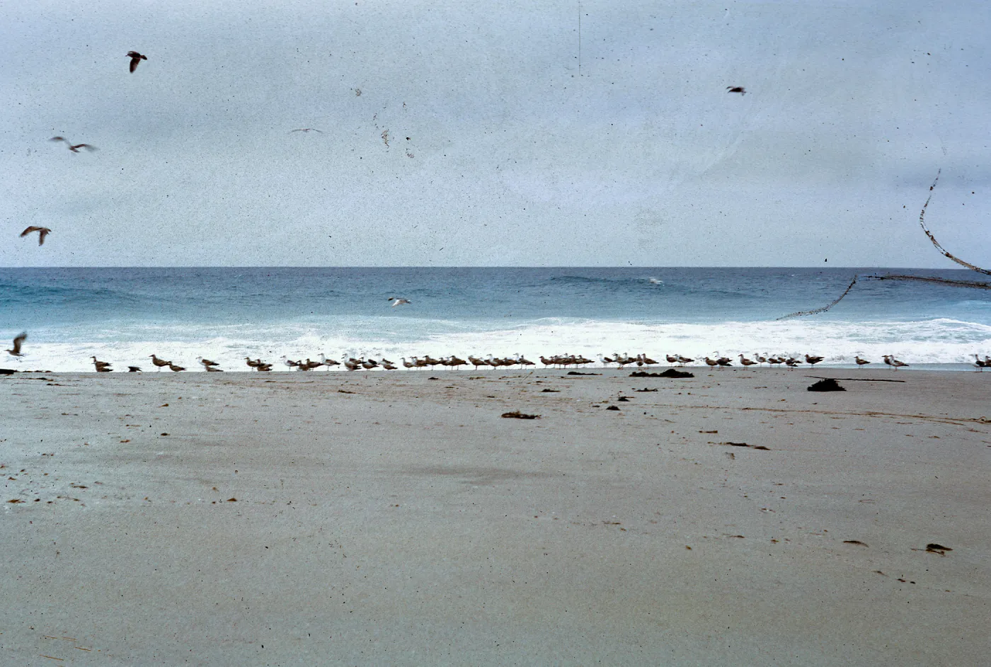 gulls on beach, 66-79 & SN-335