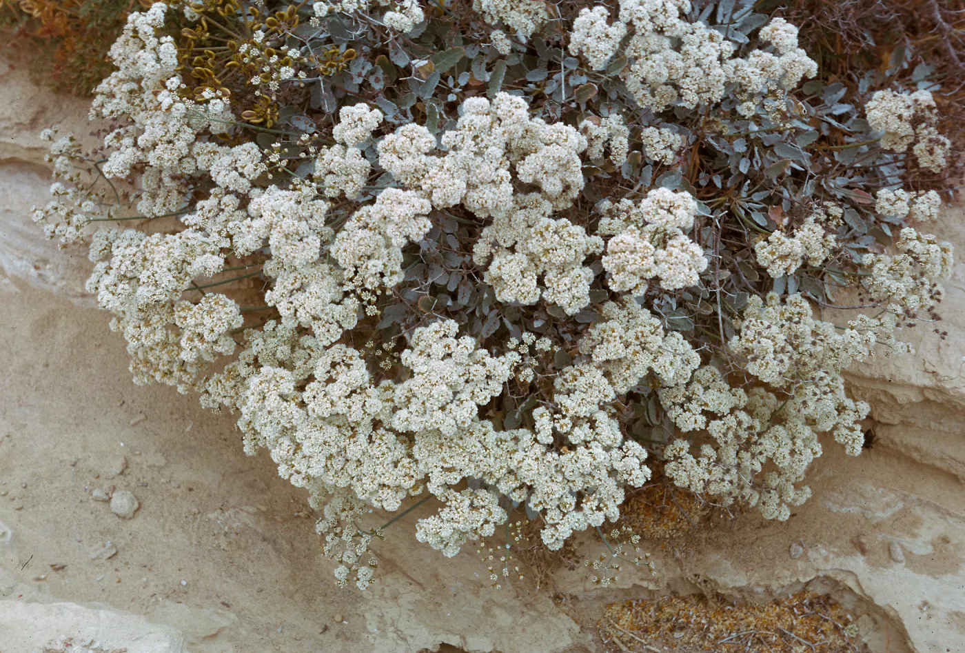 San Nicolas Island, 66-83 & SN-339