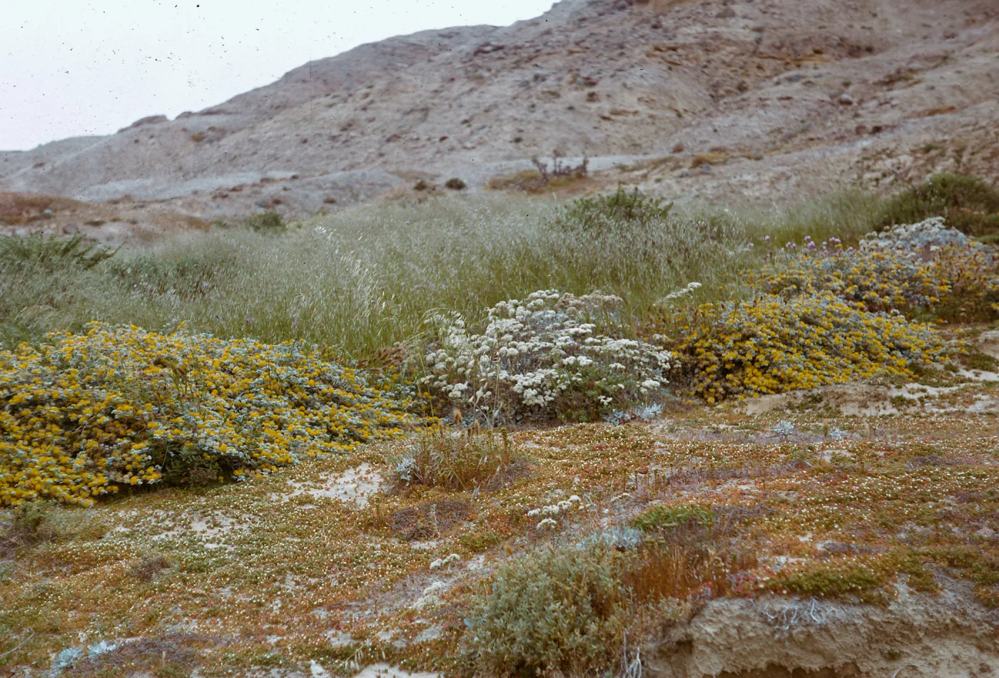 good vegetative cover, seaward coast, 66-84 & SN-340