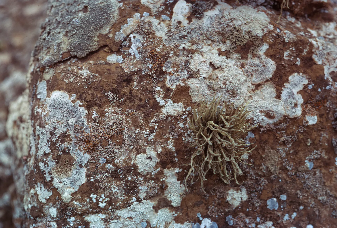 lichen covered rock below Receiver Building,66-104 & SN-360