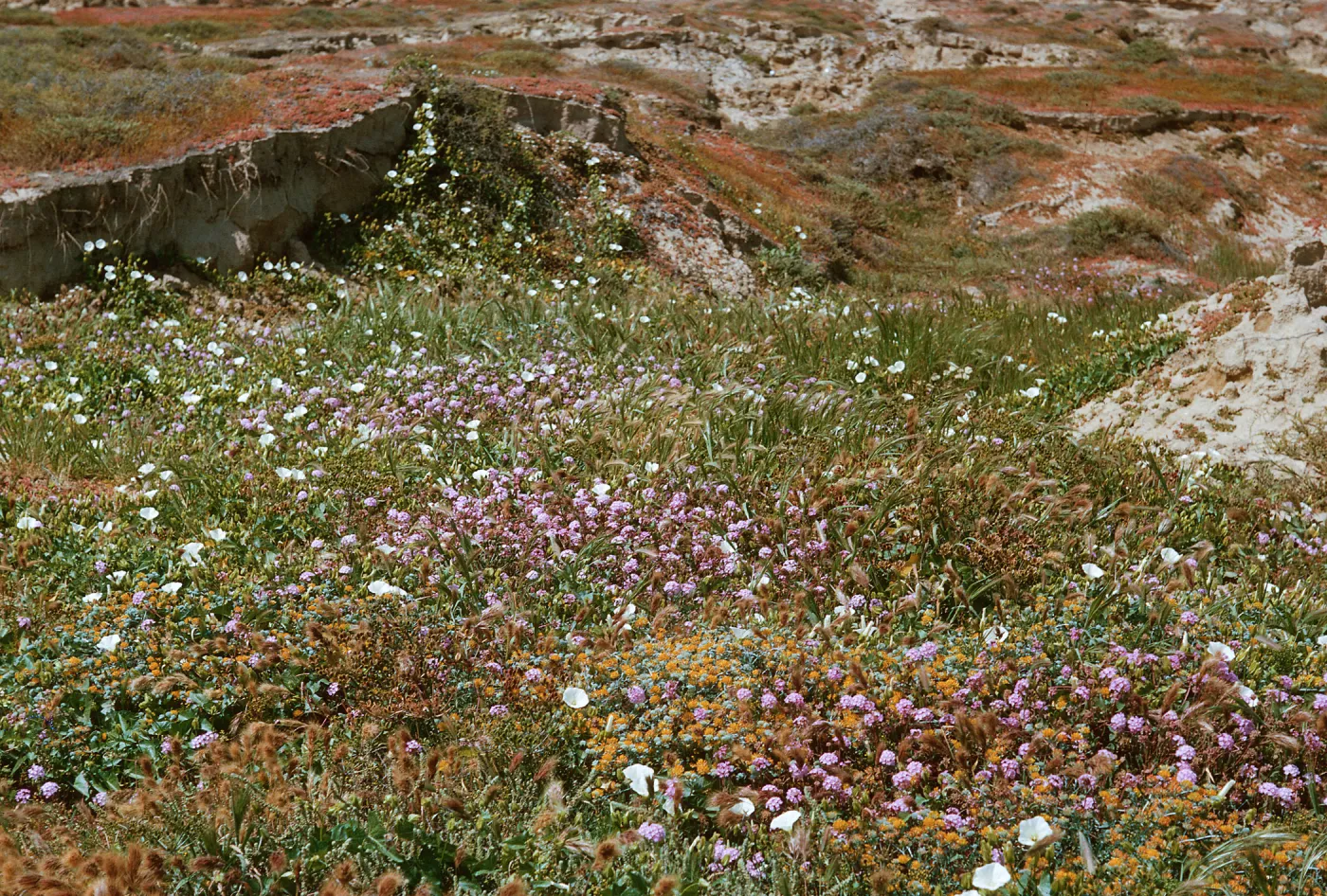 Abronia & Convoluvus near Dutch Harbor, 66-110 & SN-366
