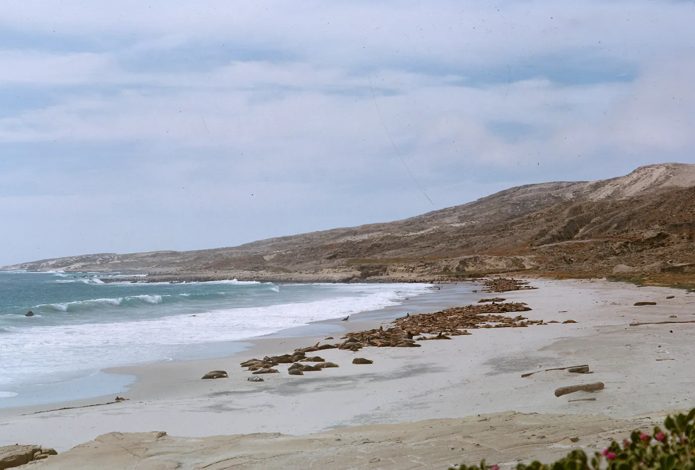 Sea Lions on beach, from the Southeast, 66-125 & SN-381