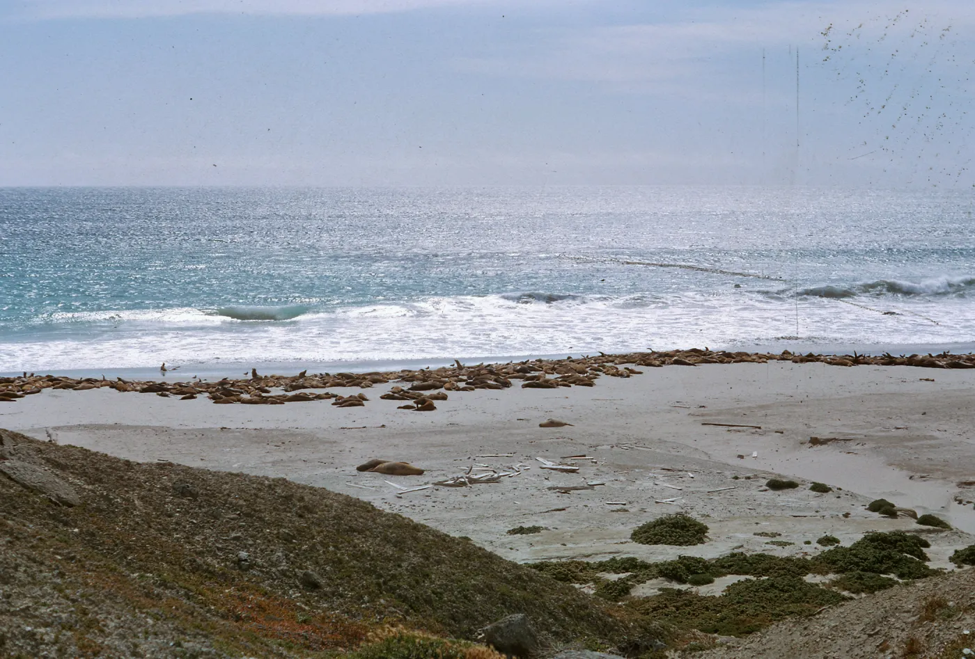 Sea Lion herd on beach, from the North hills, 66-126 & SN-382