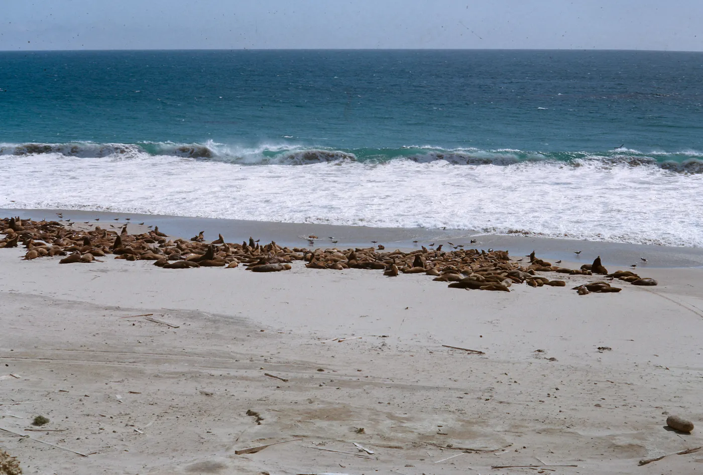 Sea Lion herd on the beach, 66-127 & SN-383