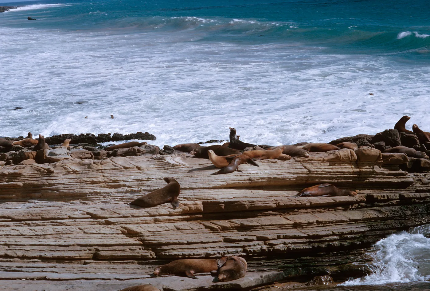 Sea Lions sleeping on the rocks, 66-131 & SN-387