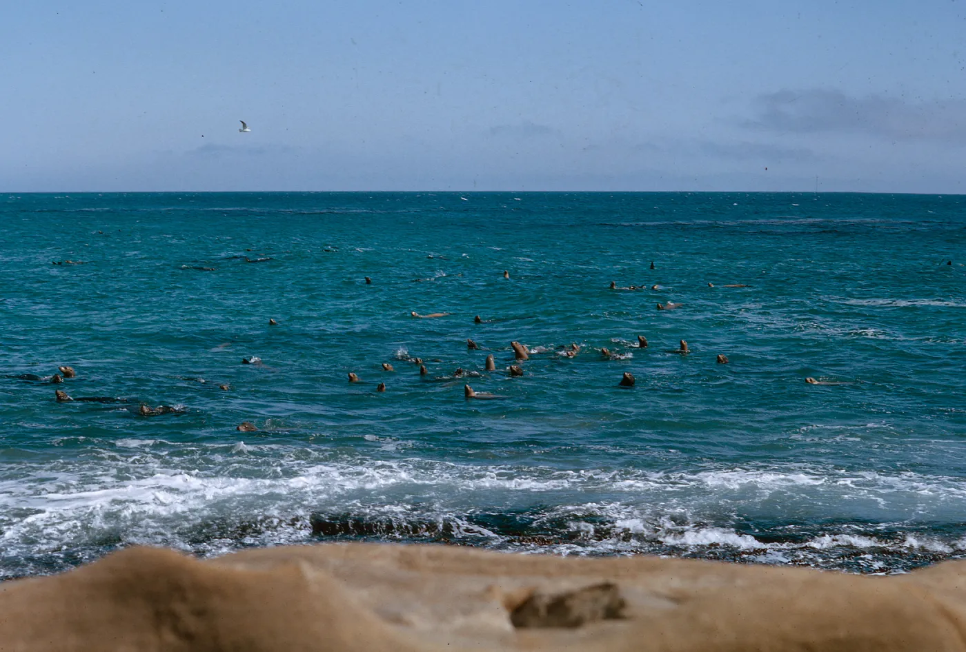 Sea Lions in the water, 66-133 & SN-389
