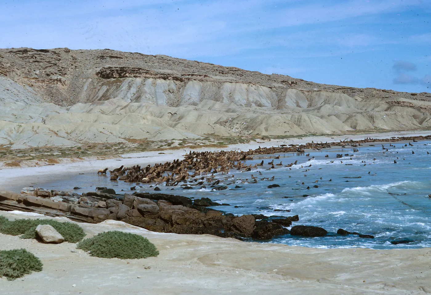 Sea Lion herd taking to the water, 66-134 & SN-390