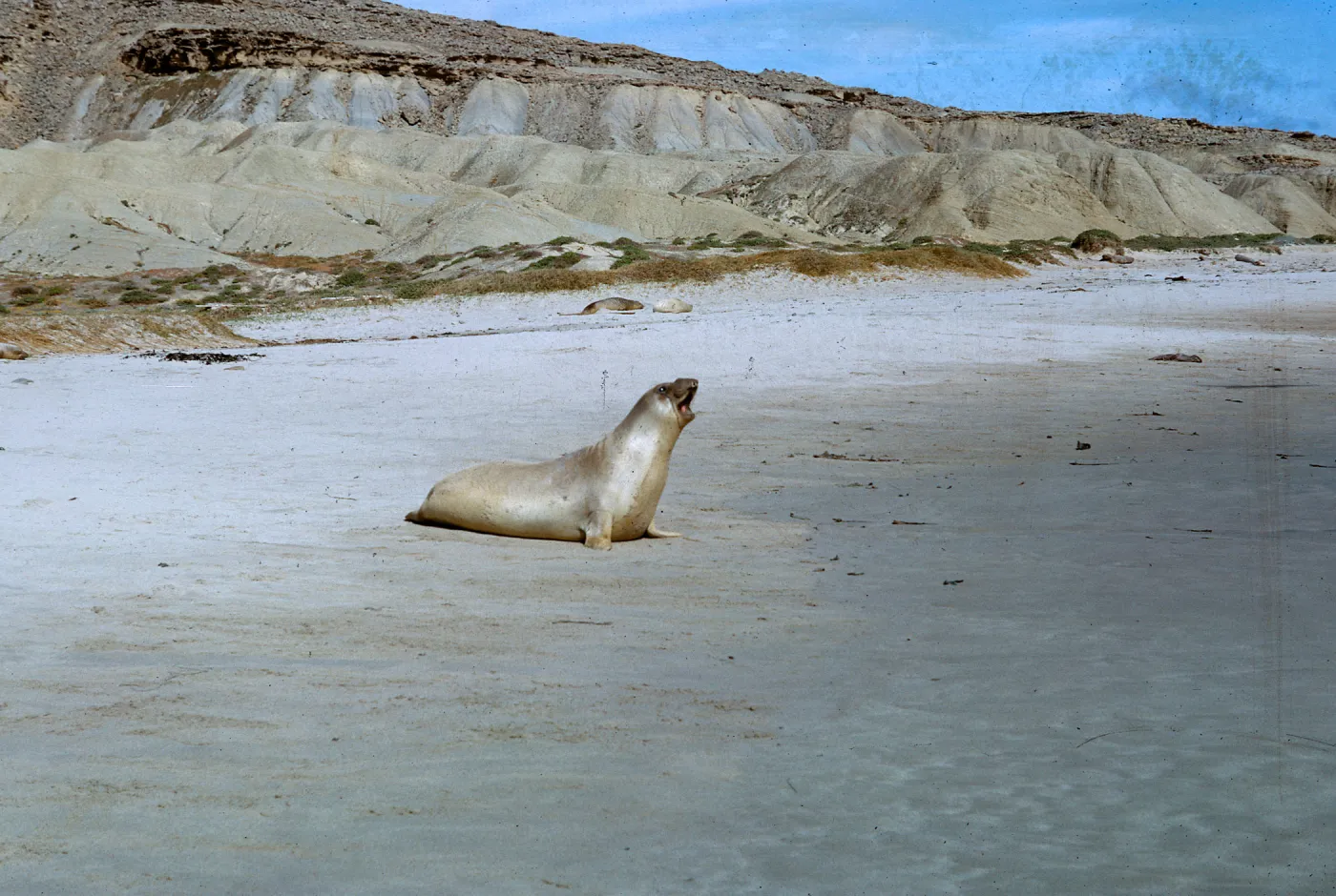 young Elephant Seal - vocalizing, 66-136 & SN-392